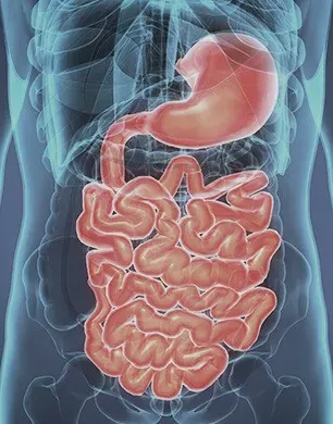 Probiotic helps to Improve Gut Flora